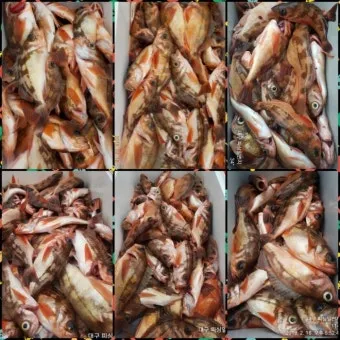 디낚 점주조황 인낚 부낚 어부지리 바다낚시_27