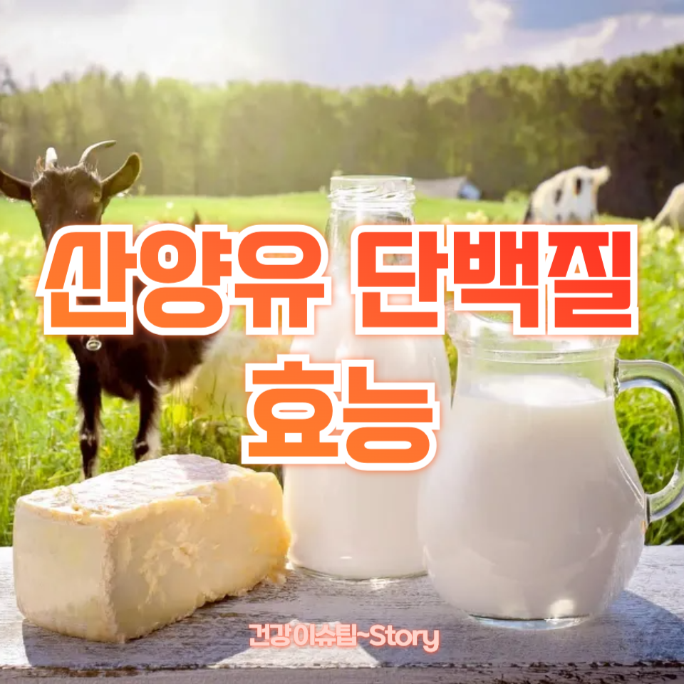 산양유 단백질 효능
