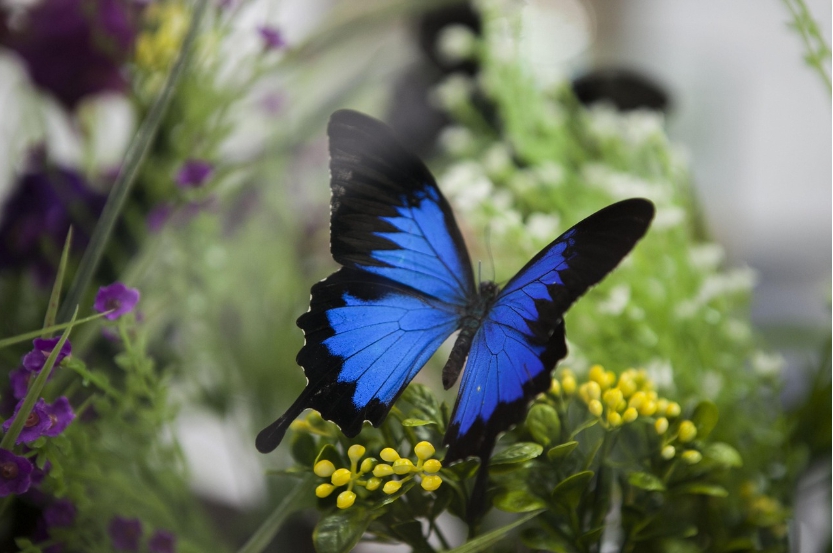 생태공원 내 나비사진