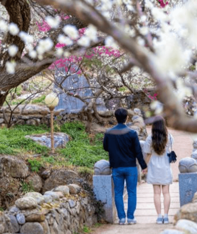 2024 광양 매화축제 기간안내 입장료 여행코스 주차장