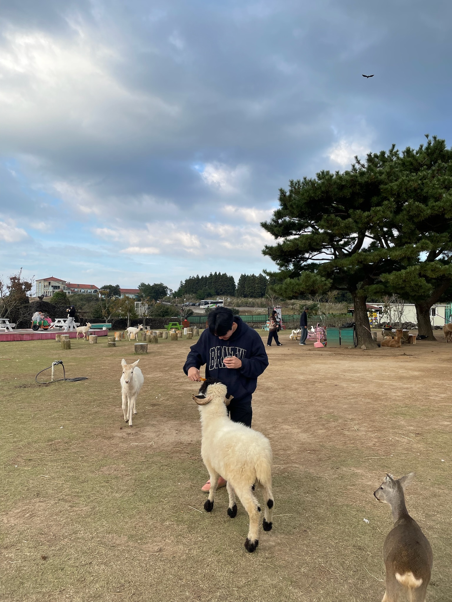 새별프렌즈 블랙노즈 양