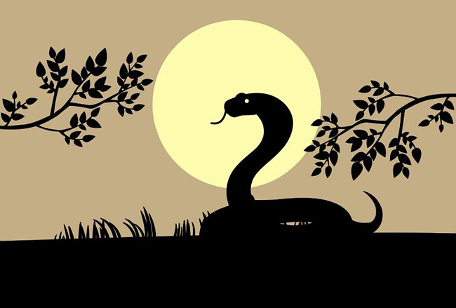 뱀 꿈해몽 사진