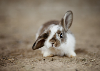 2025년 7월 토끼띠(생년별) 운세