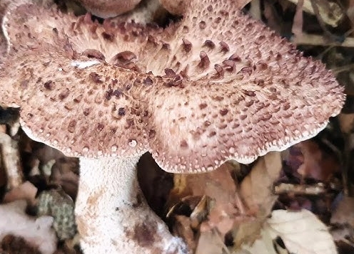 능이버섯 요리법