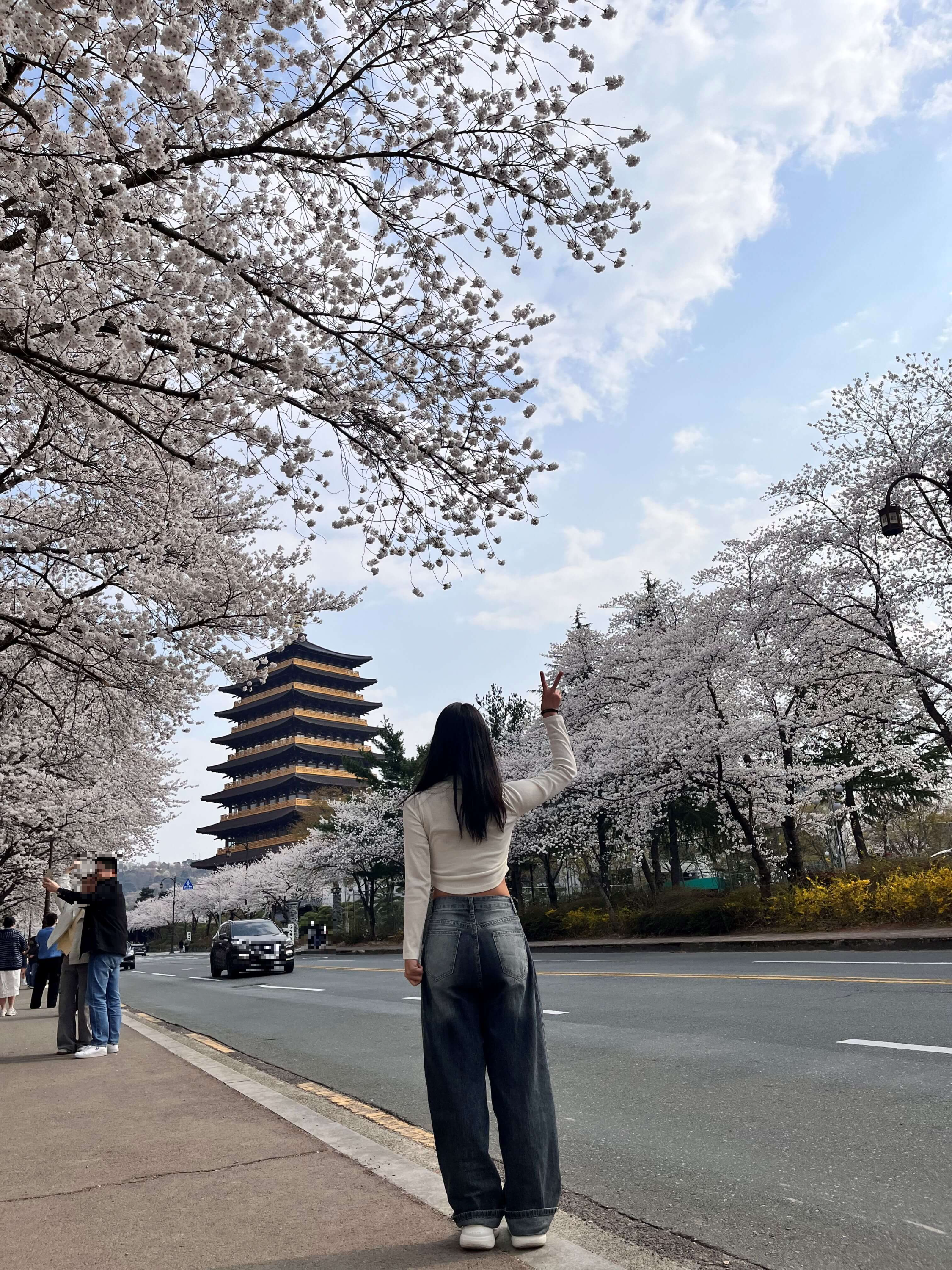 벚꽃명소 황룡원에서 벚꽃구경