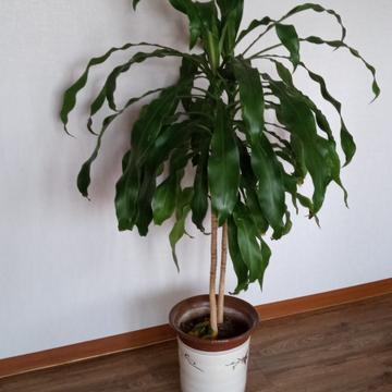 행운목