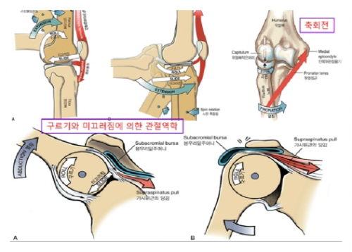 관절의 움직임