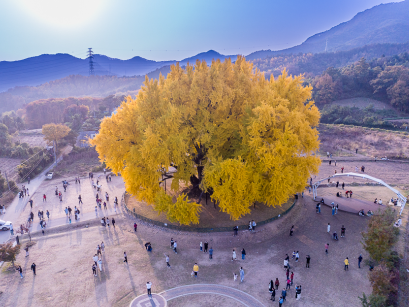 반계리 은행나무