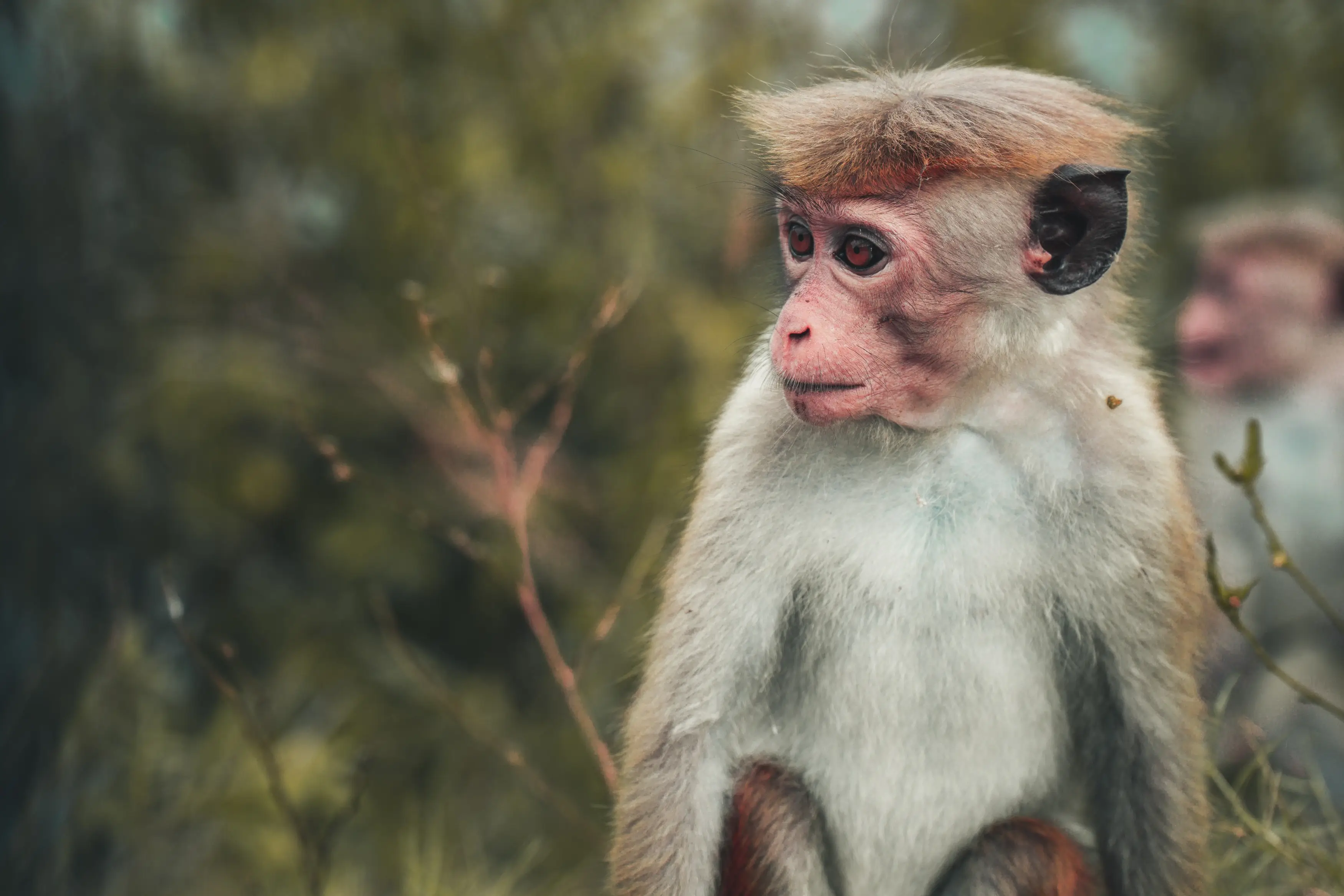 2024년-띠운세-원숭이띠