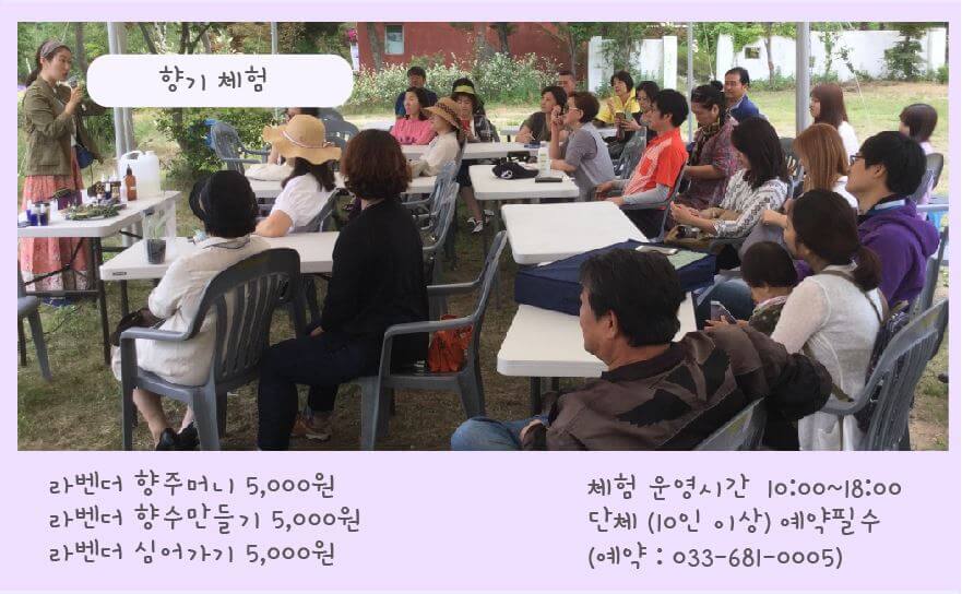 고성 하늬팜 라벤더 축제