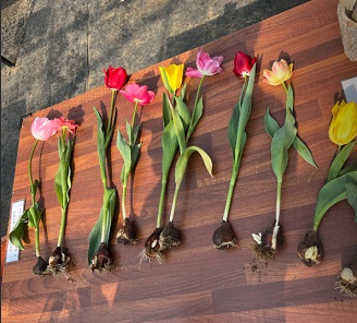 뽑은튤립