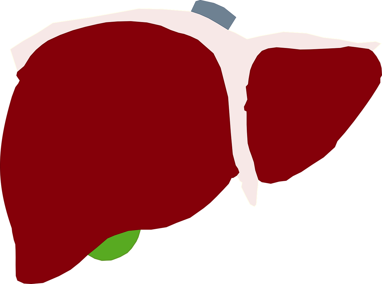 간수치(AST&middot;ALT&amp;#44;&gamma;-GTP)란? (간수치 기본 개념 + 정상범위 + 간수치 높은 이유 + 간수치 낮추는 음식 + 담낭제거술 관련 내용)