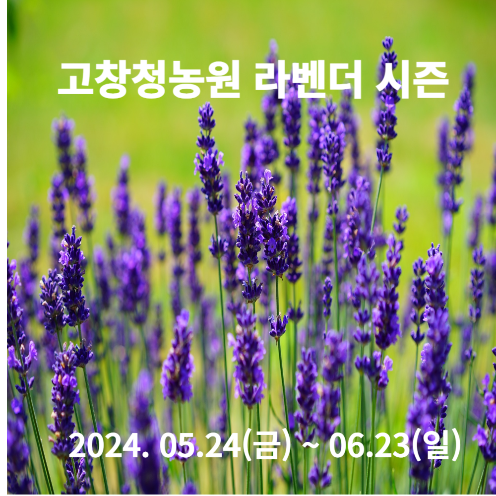 고창청농원라벤더시즌