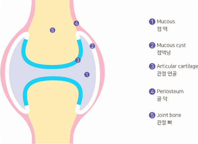 msm의-효능