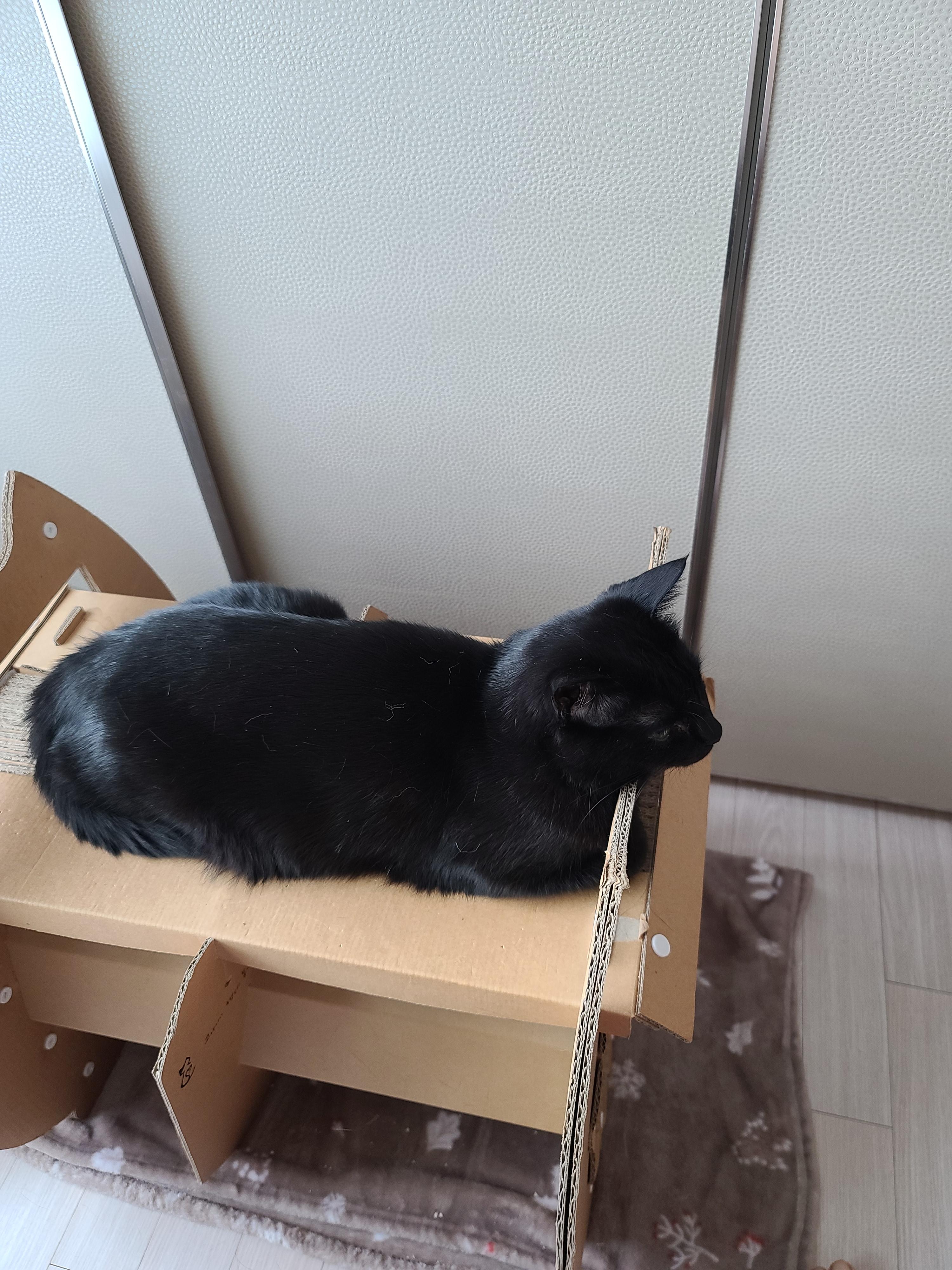 턱괴고 자는 편. 볼살 삐져나온 고양이. 스크래쳐 활용 잘 하는 고양이 건이.