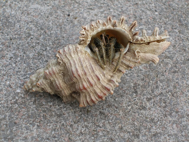소라