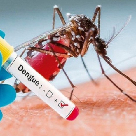 뎅기열 예방접종 증상 전염경로 치료방법 위험국가