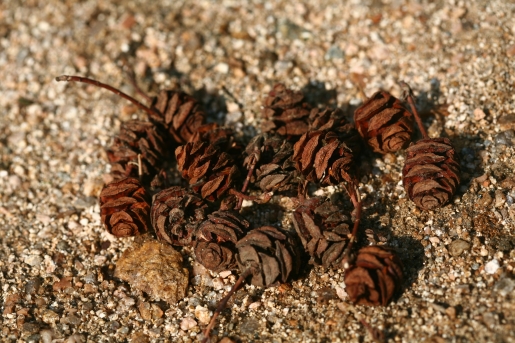 메타세쿼이아 열매2