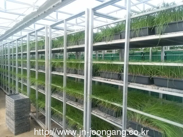 달래 재배 분구 나누기 화분 키우기 향 유지_6