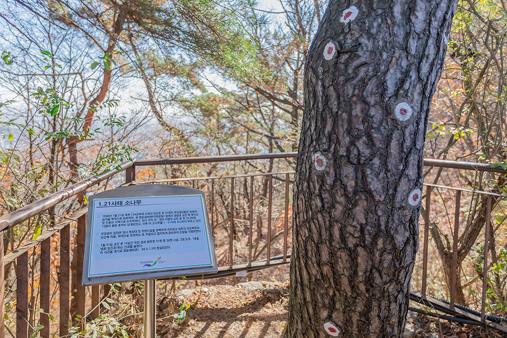 한양도성길
백악코스
서울여행
서울단풍
백악산
북악산
가을단풍
한양도성
21사태 소나무