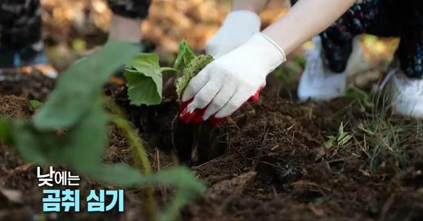 6시내고향-네박자-산곰취