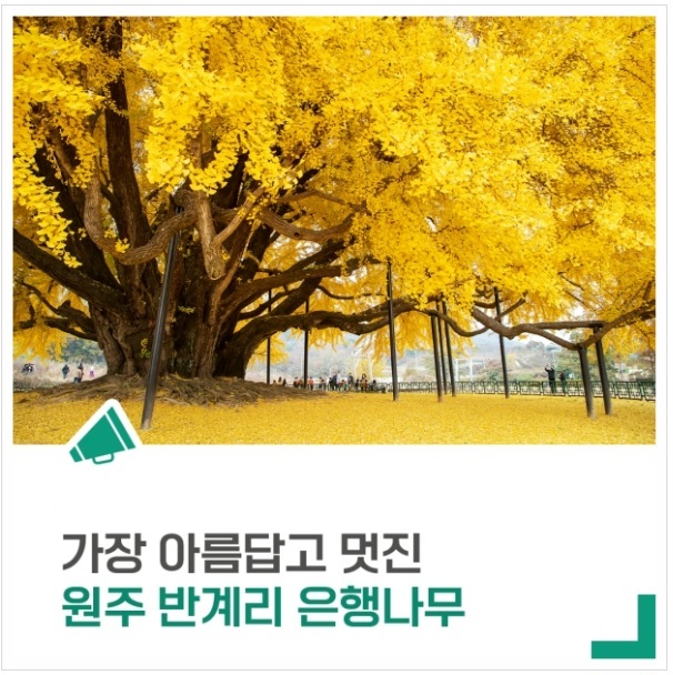 원주 반계리 은행나무