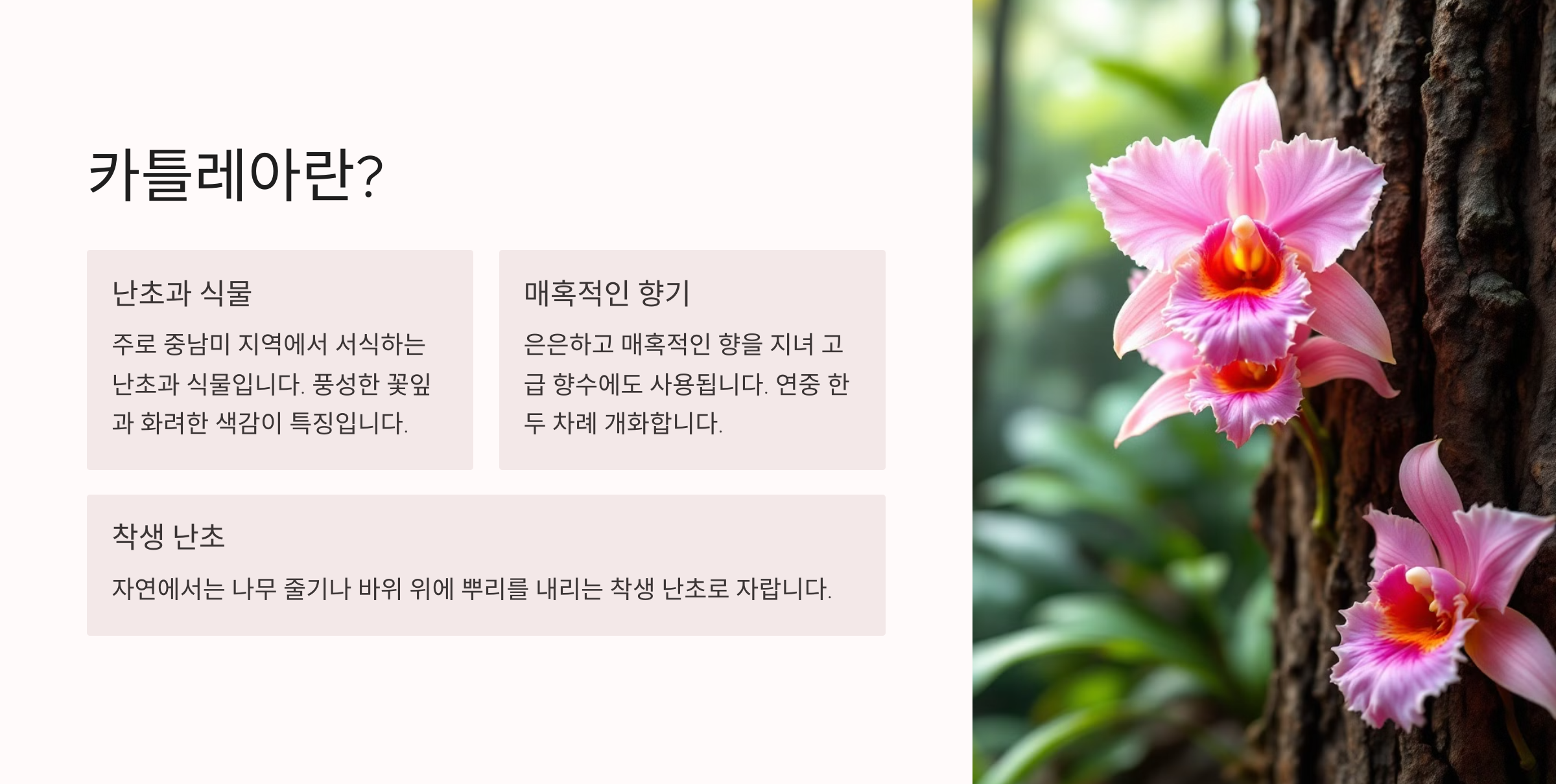 카틀레아 사진