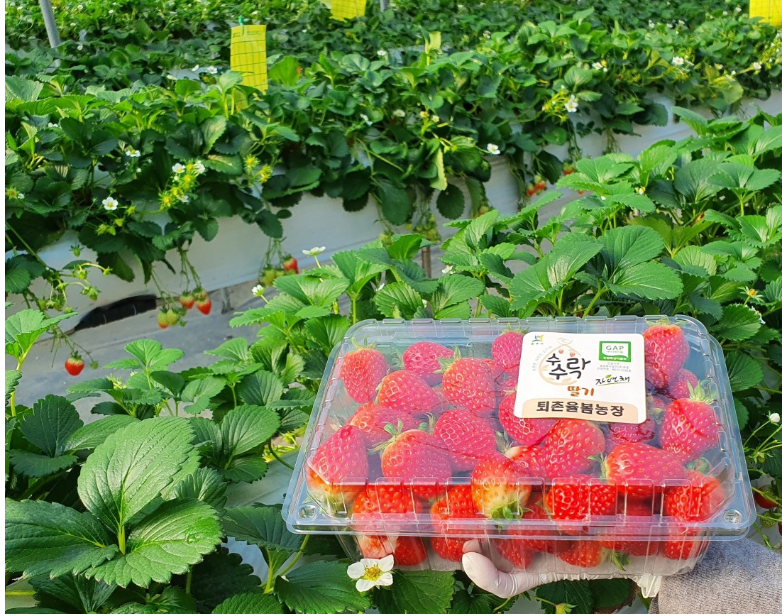 율봄식물원 딸기시즌 기본정보와 프로그램 소개