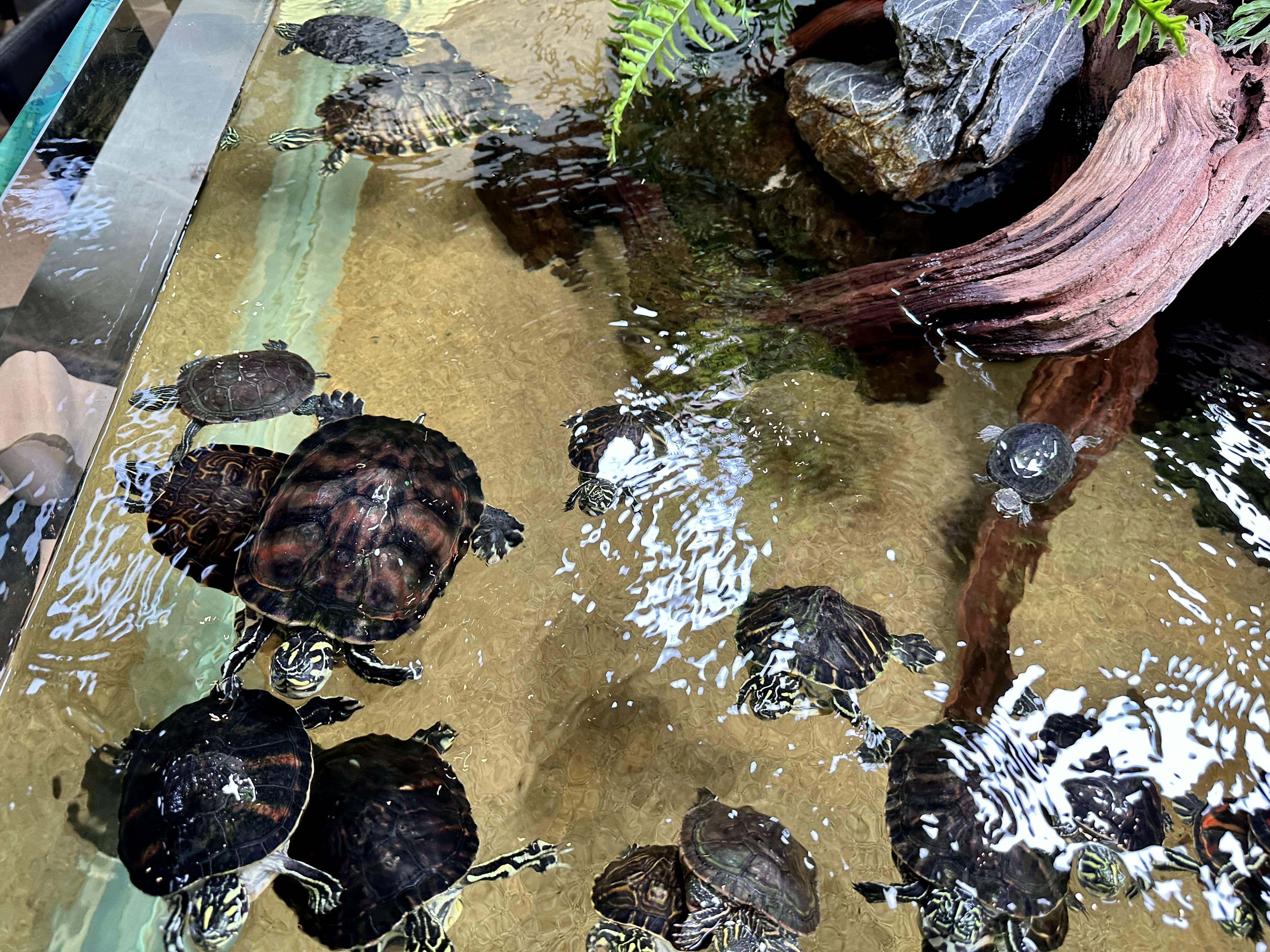 춘천 카페리움 수족관 거북이