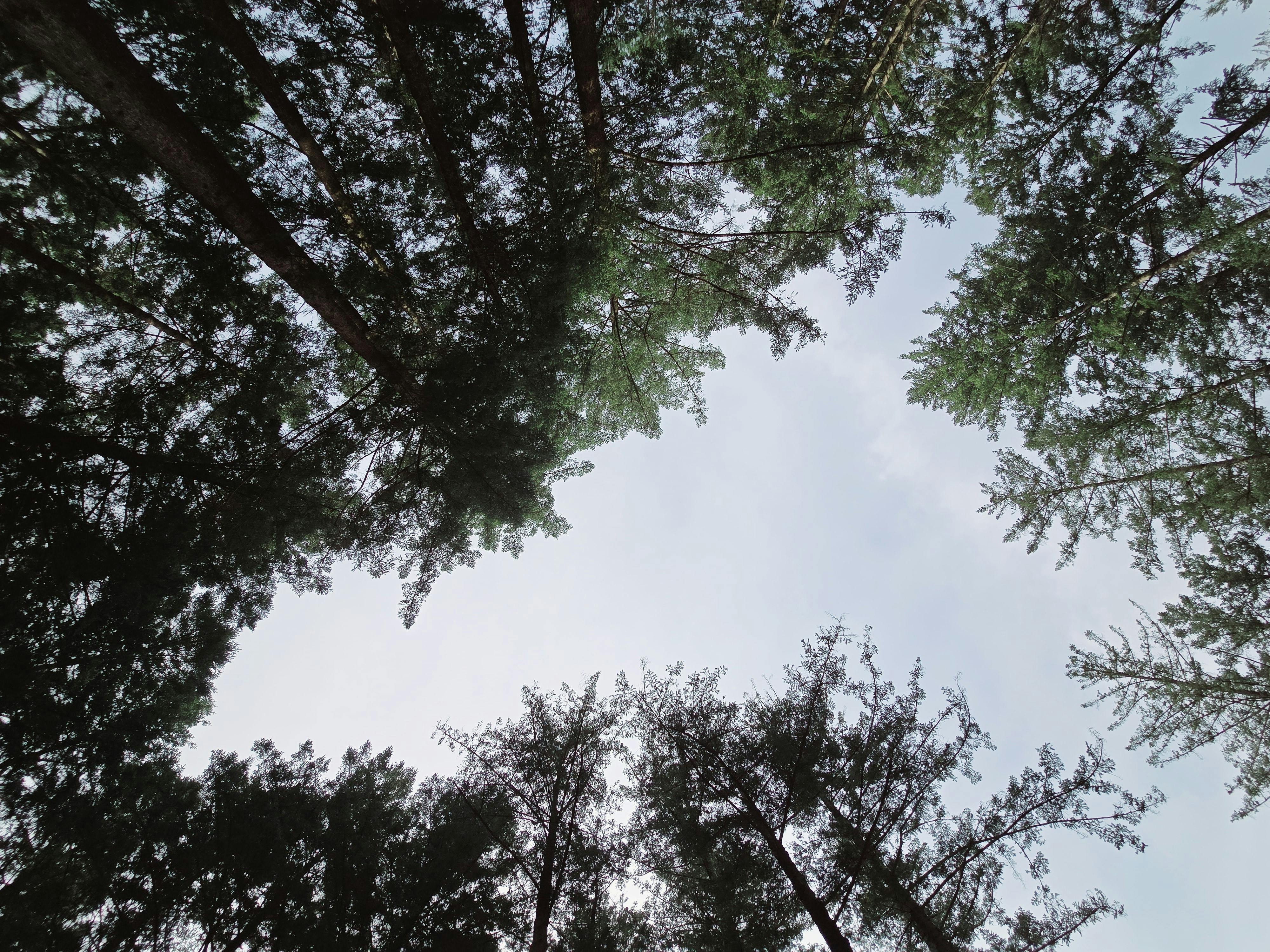 경북 울진 금강송 숲길 — 혼자 걷는 치유의 시간
