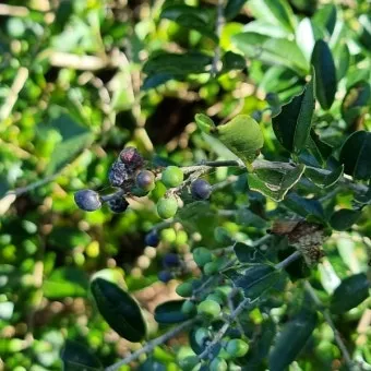 진한 향기에 취해버리는 이 꽃 산책로 옆 울타리 쥐똥나무_19