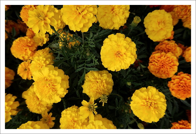 루테인_마리골드꽃