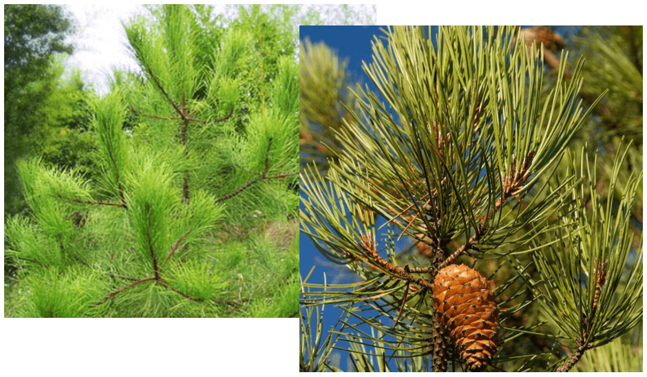 바다에-있는-소나무-사진