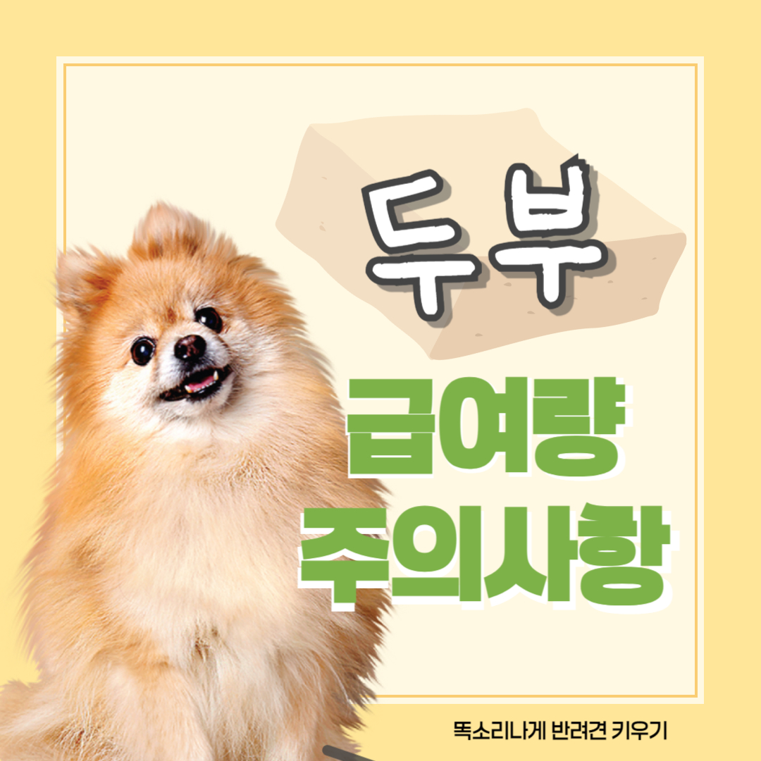 강아지 두부 급여량 주의사항