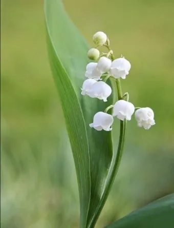 은방울꽃 꽃말 봄 꽃 꽃말 모음_8