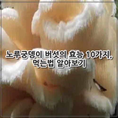 노루궁뎅이 버섯의 효능, 먹는법 알아보기