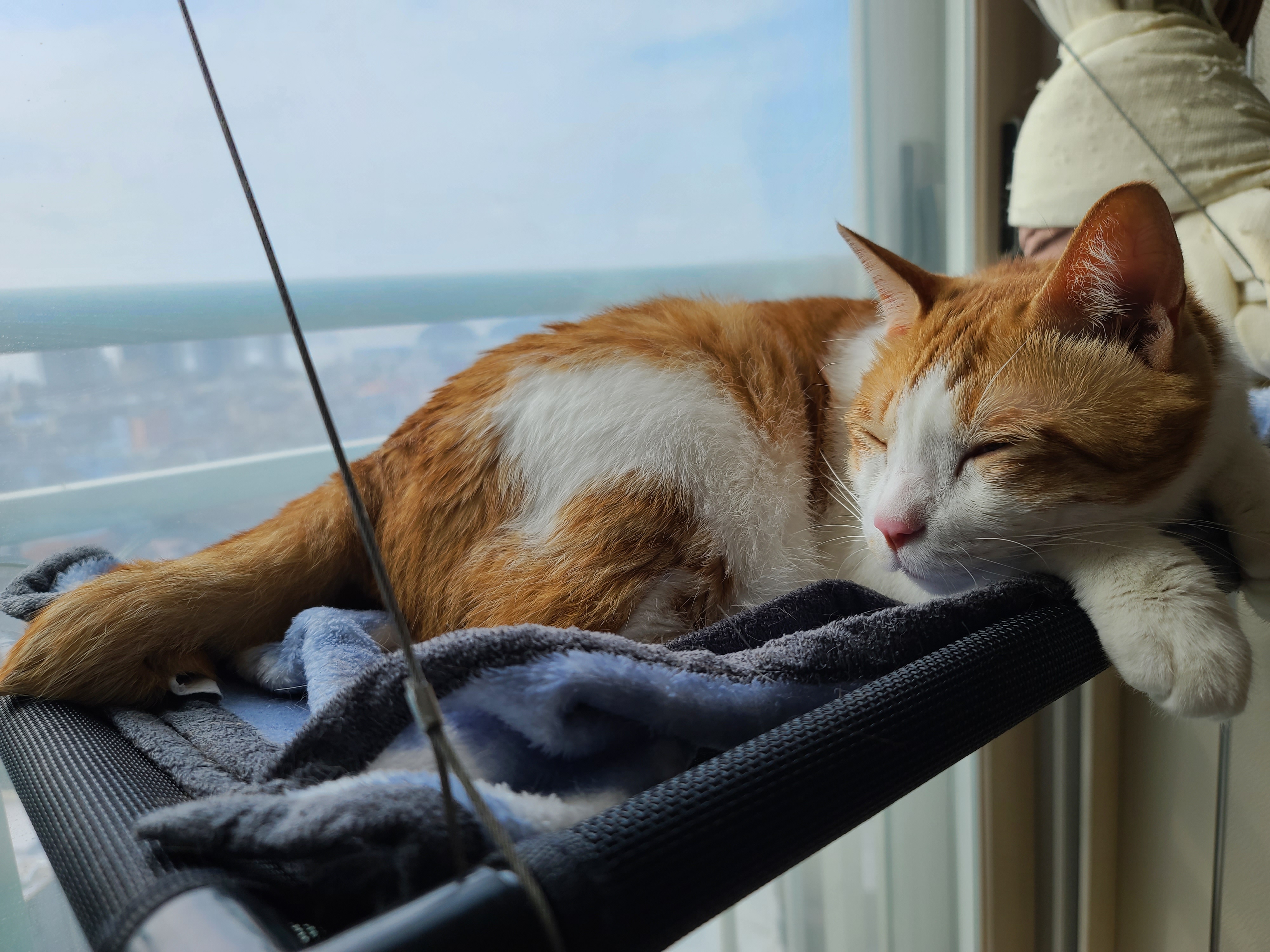 조심성 많고 소심한 막둥이의 캣볼 탐험기!! 결국 막둥이는...