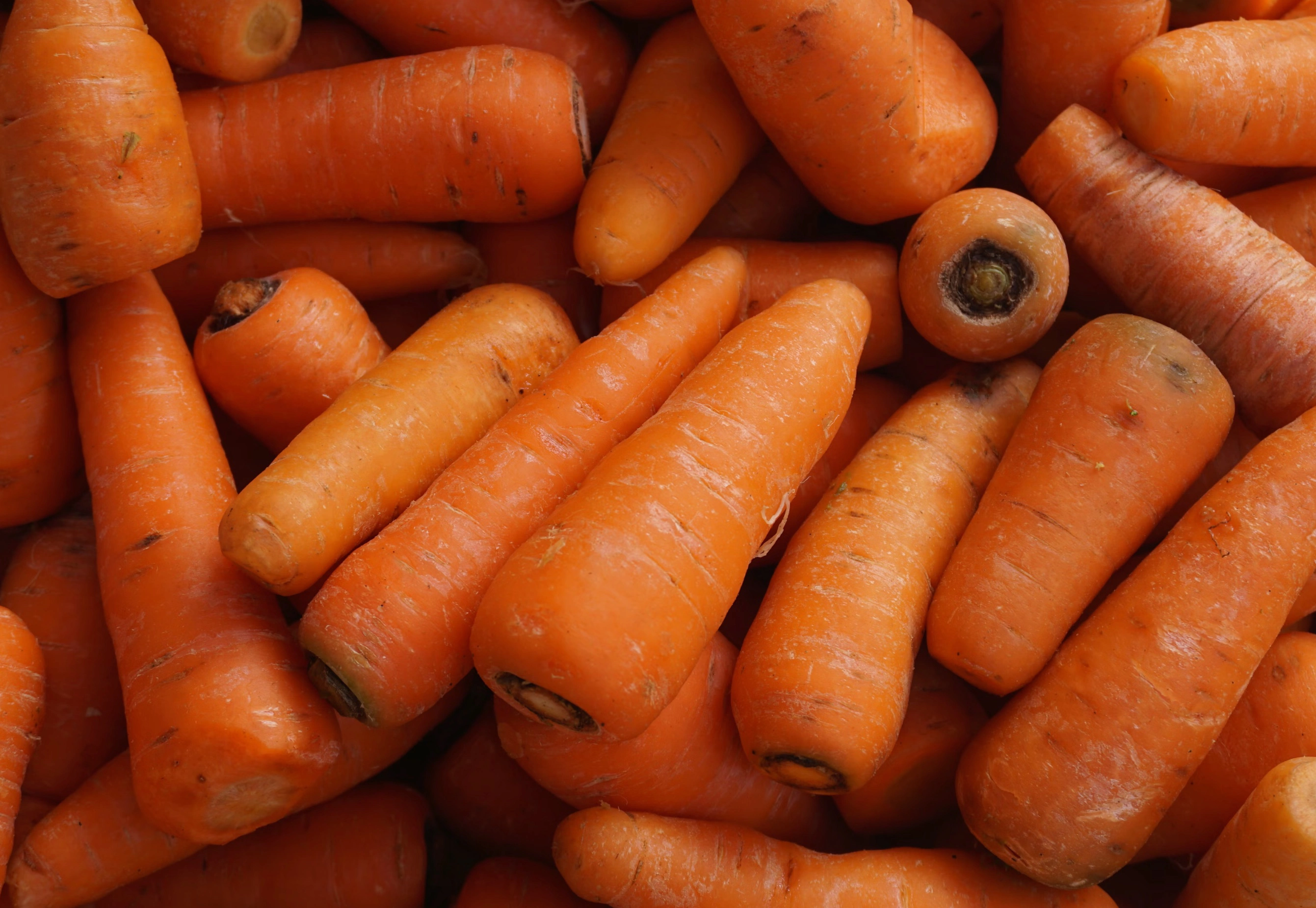 삶은당근 부작용