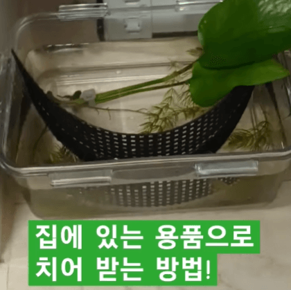 구피 치어 부화통, 합사 시기는?