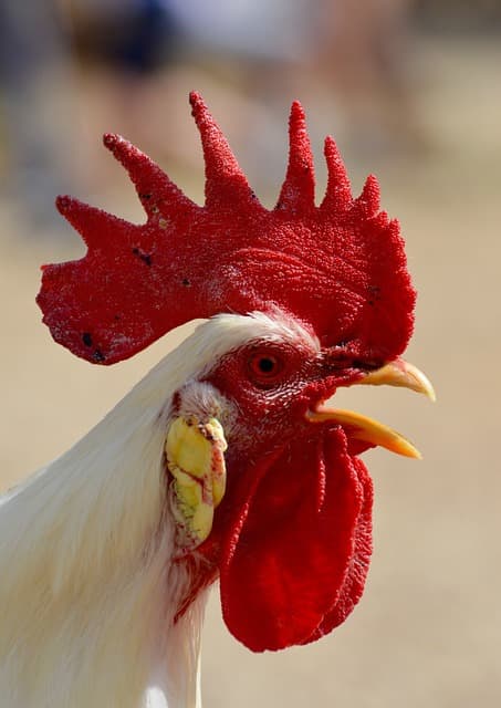 닭이 계속 울부짖는 이유는? 상황별 소리 분석과 사육자 대응법