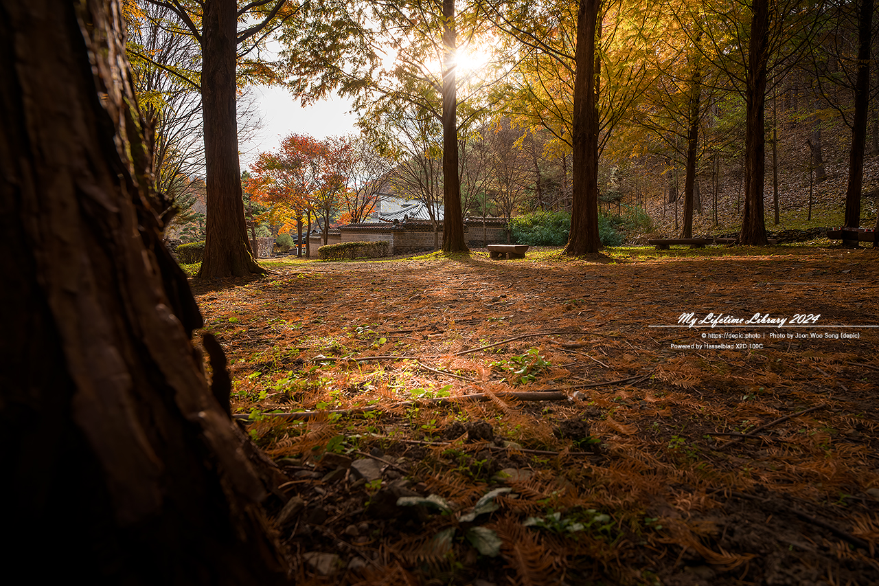 #가을 #단풍 #청주 #미동산 #수목원