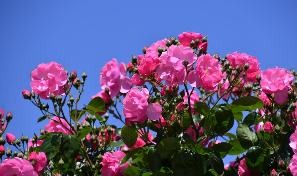 삼척장미공원