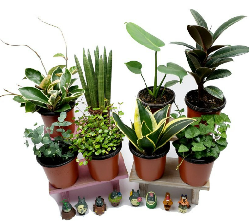 실내 허브 키우기 입문 가이드 및 실내 허브 TOP 5