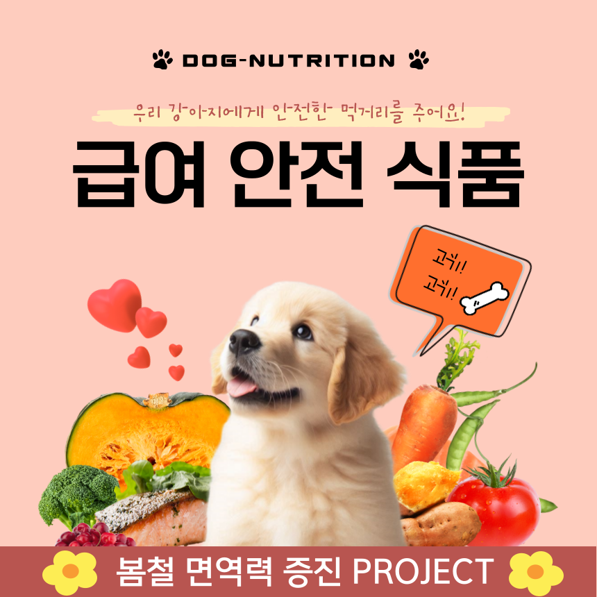 봄철 반려견의 면역력 증진 자연식품