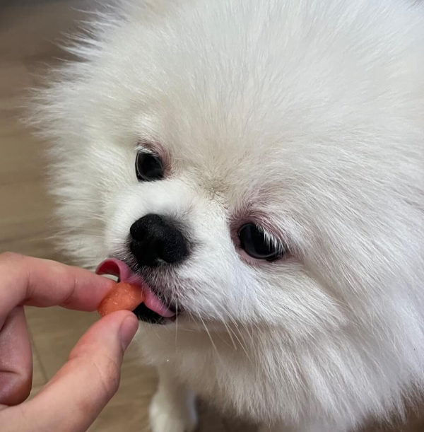 강아지_수박_급여