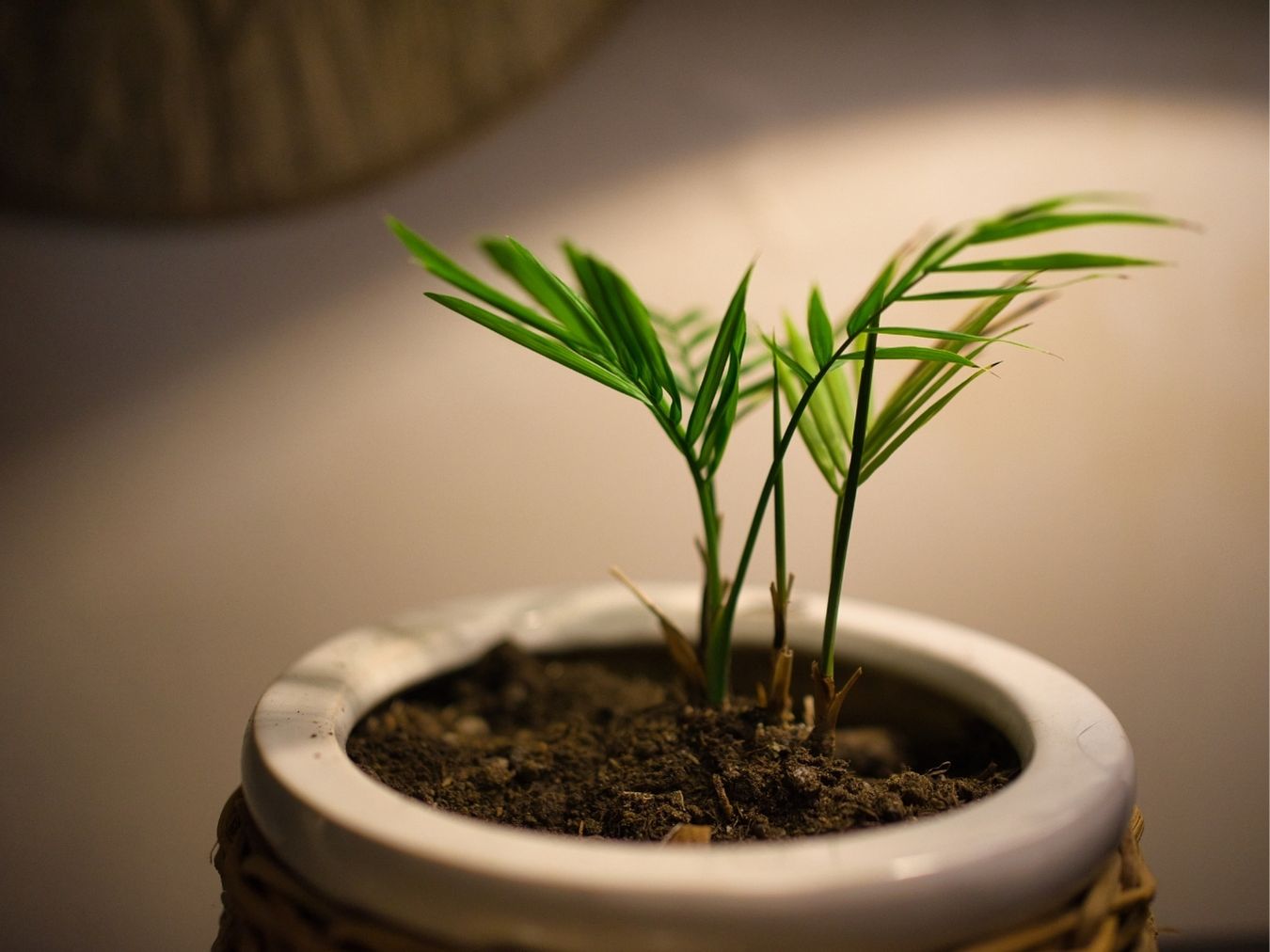 아레카야자 키우는법