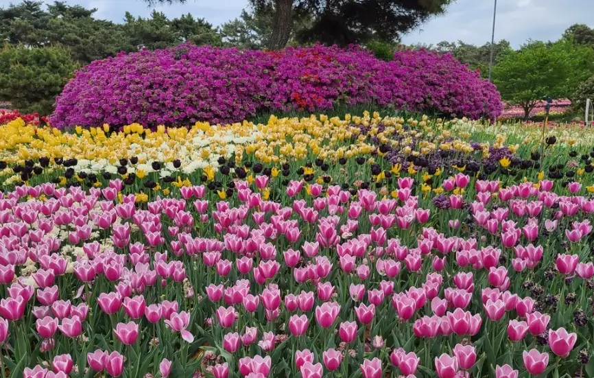 태안 튤립축제 일정&amp;#44; 개화시기