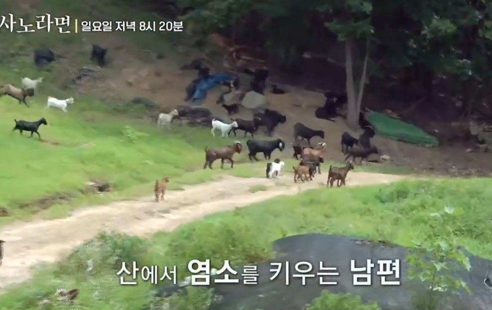 사노라면-염소할배-얼음공주-황혼일기-염소탕