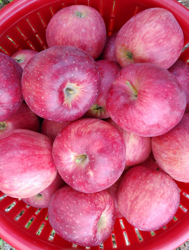 경북 문경 주흘영산 길매농원 사과