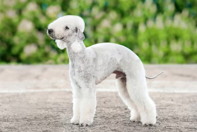 테리어 견종 중 3가지 그룹/출처:어도비스톡